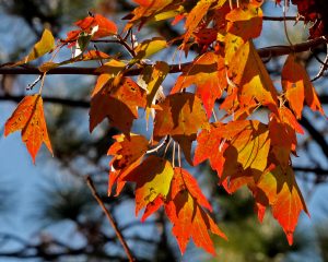 Acer rubrum