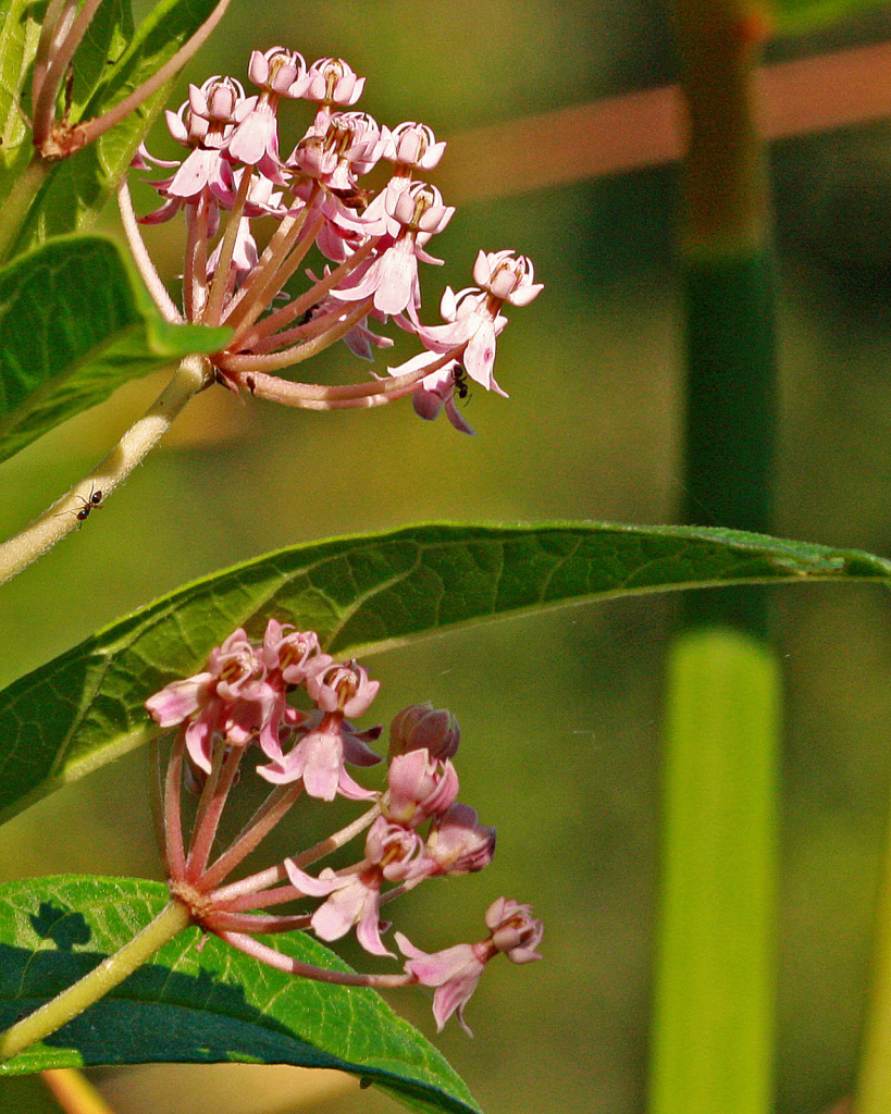 Pink milkweed