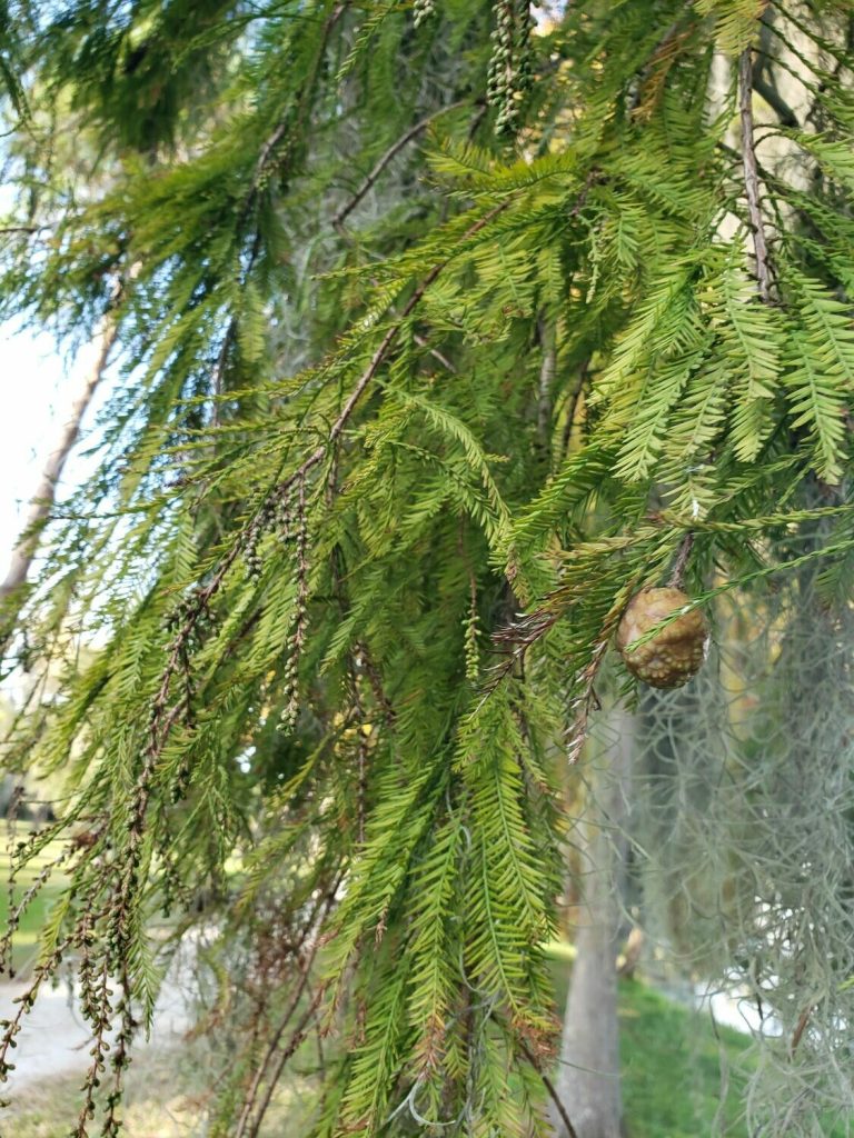 Bald Cypress