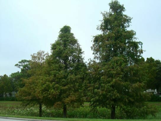 Bald Cypress