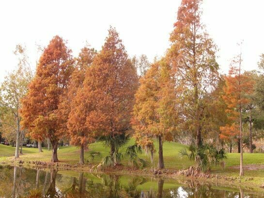 Bald Cypress