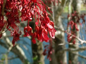 Acer rubrum