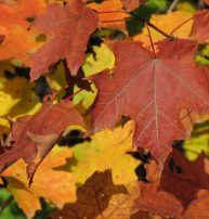 Acer rubrum Leaf_on_leaves_(37161587776)